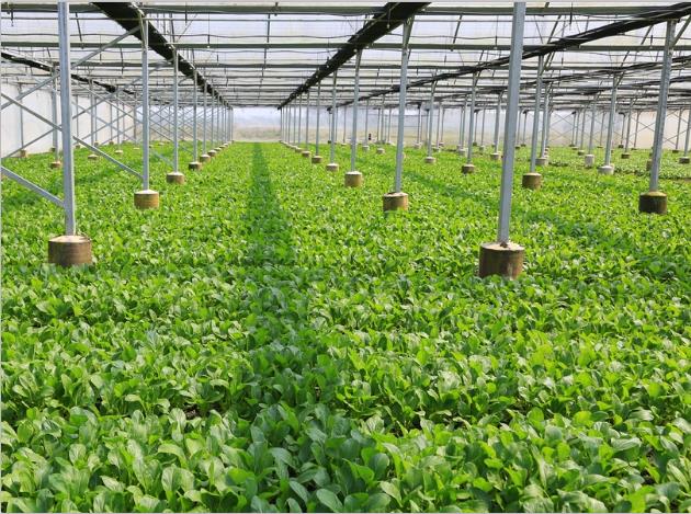 正能量入口-正能量免费网种植基地
